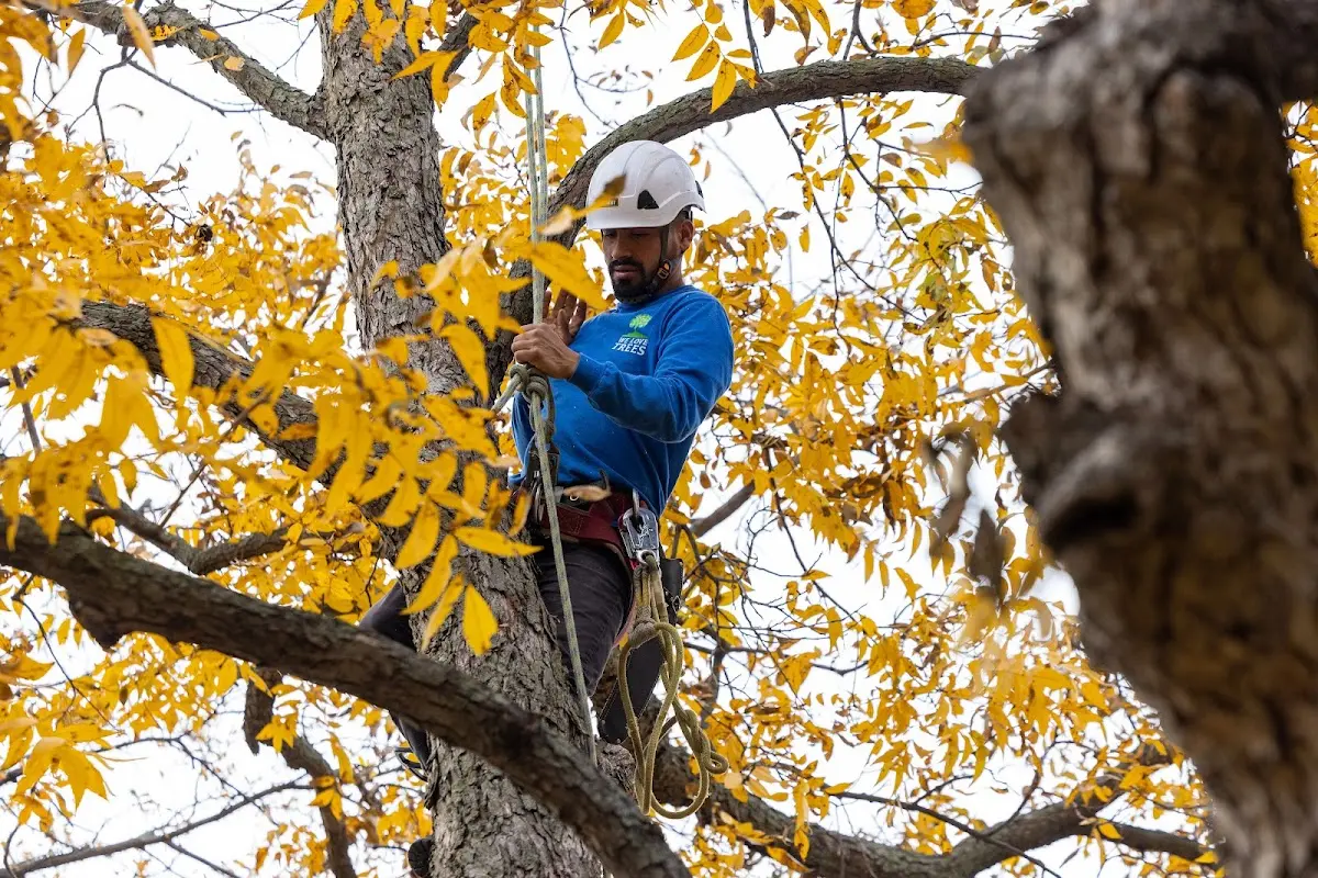 Skilled Storm Damage Cleanup crew working in Coatsburg
